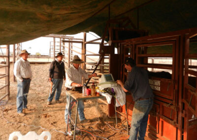 Euan Murdoch, Don Nicol, Nat McGhee, Jim Green scanning Ultrablack Bulls at Lake Nash NT.