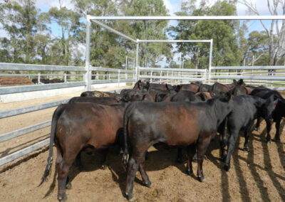 Donor Heifers