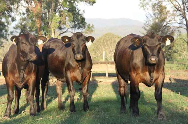 Nindooinbah Heifers Nindooinbah Heifers