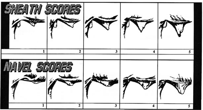 Bull Sheath Scores