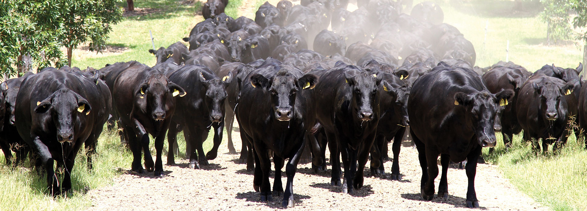 Nindooinbah Herd Dispersal Nindooinbah Queensland Angus Sales